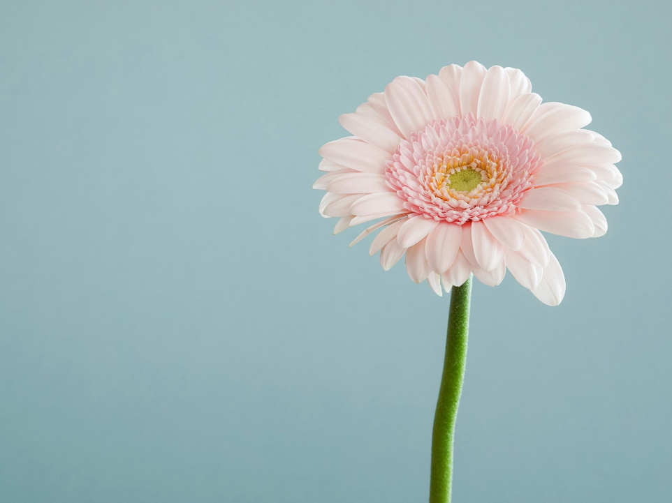 selective focus photography of pink petaled flower