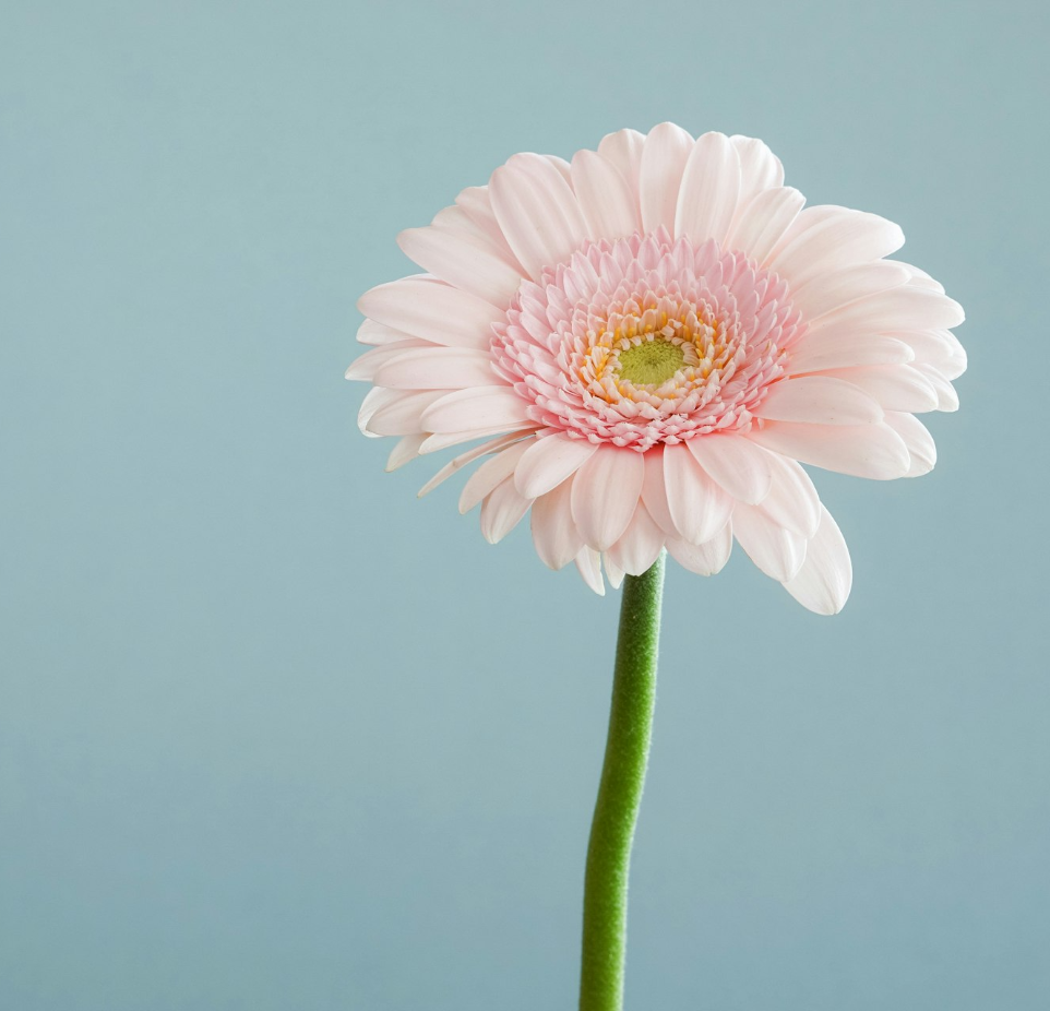 selective focus photography of pink petaled flower